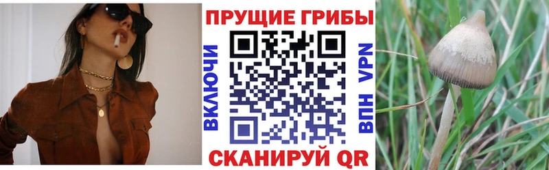 Псилоцибиновые грибы Cubensis  Нолинск 